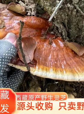 西藏特产林芝野生正品正宗灵芝草中药材白心赤灵芝整朵干货养生茶