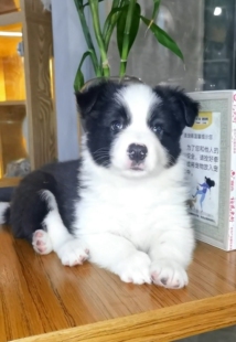 黑白边牧边境牧羊犬最聪明的狗中型犬七白三通大围脖宠物狗活体