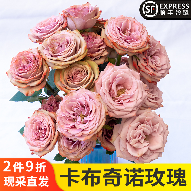 玫瑰鮮花云南昆明基地直發(fā)鮮切花真花香檳卡布洛神室內(nèi)水養(yǎng)插花