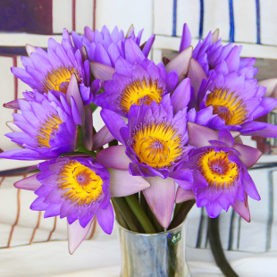 睡莲云南昆明基地直发鲜花花束 鲜切花水养家用家庭办公室插花 包邮