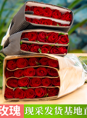 云南昆明鲜花基地直发红玫瑰花斗南直批家庭水养玫瑰花