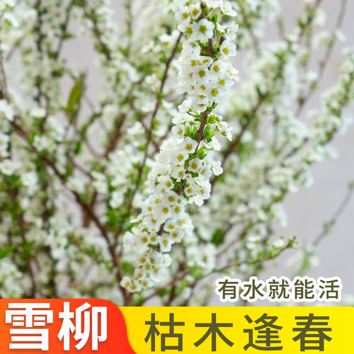 干支雪柳鲜切花材遇水开花