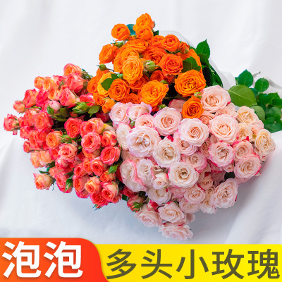 云南基地直发多头玫瑰泡泡鲜切花