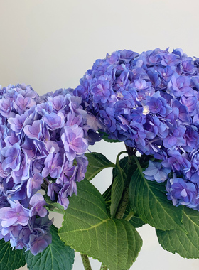 云南绣球花昆明斗南鲜花基地鲜切花家用办公室水养鲜切花材包邮