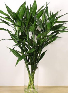 云南斗南直发富贵竹鲜花绿植家用办公室水养花材净化空气美化环境