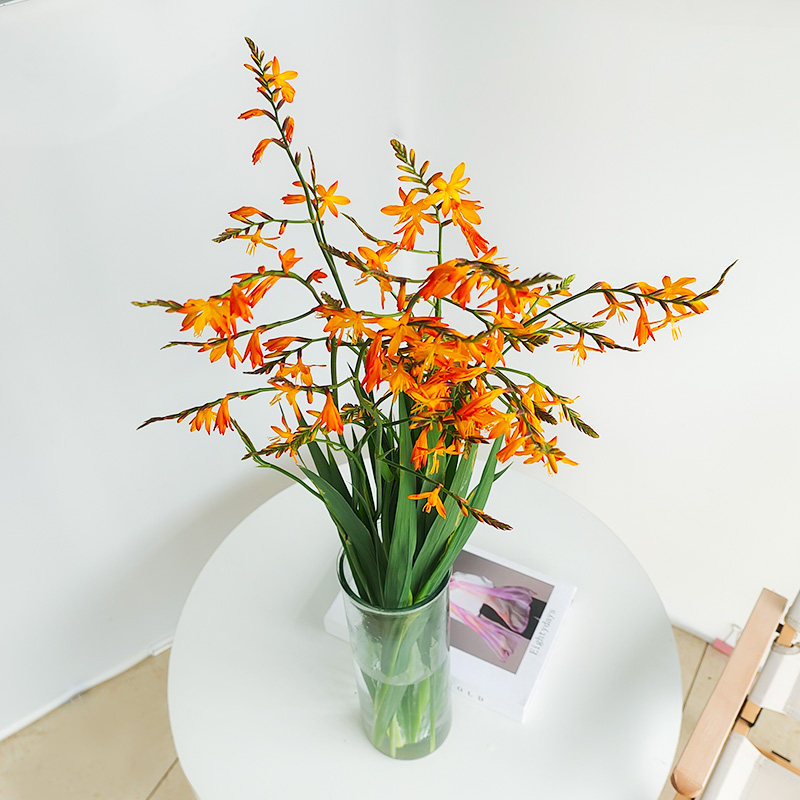 应季鲜花火焰兰家用水养插花七夕图片