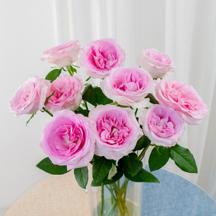 玫瑰花洛神玫瑰鲜花云南基地直发家庭水养鲜切花