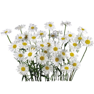 洋甘菊云南昆明基地直发鲜花花材