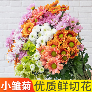 小雏菊纽扣菊多头云南鲜花基地直发鲜切花材家庭水养花束花束搭配