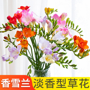 香雪兰小苍兰鲜花云南昆明基地直发鲜切花插瓶水养幽香多色搭配