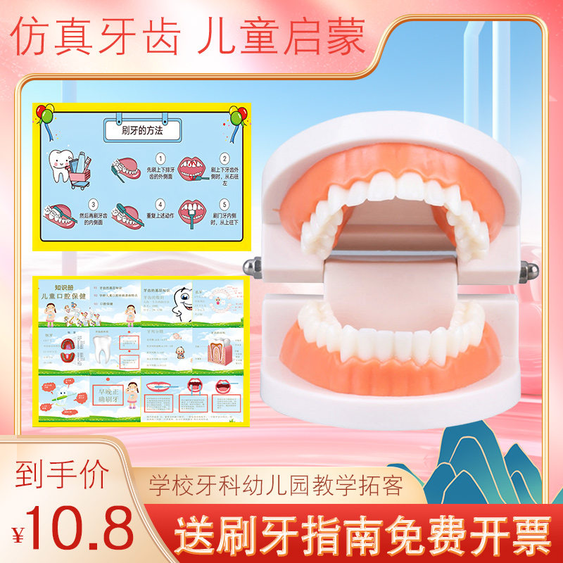 牙齿模型幼儿园早教刷牙模具标准两倍假牙科儿童宝宝口腔教学玩具 美容美体仪器 其它口腔护理设备 原图主图