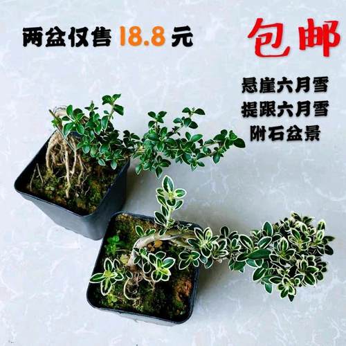 金边六月雪室内室外漂亮