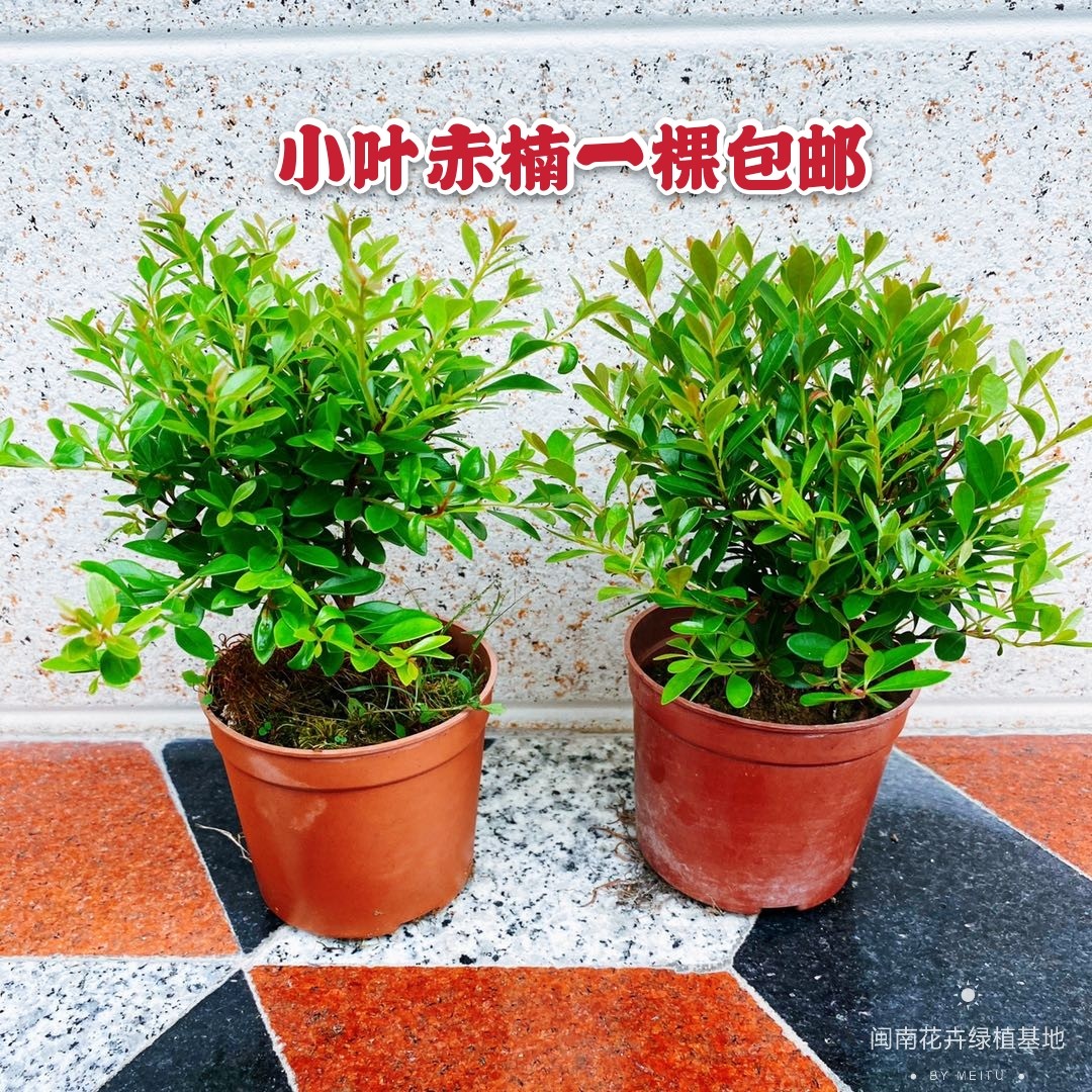 小绿植小叶赤楠阳台漂亮