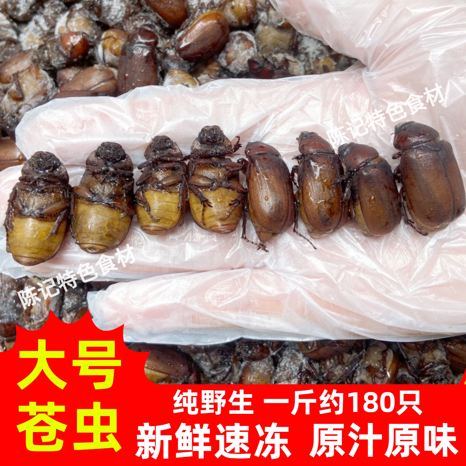 2025新鲜速冻大金龟子苍虫瞎碰子