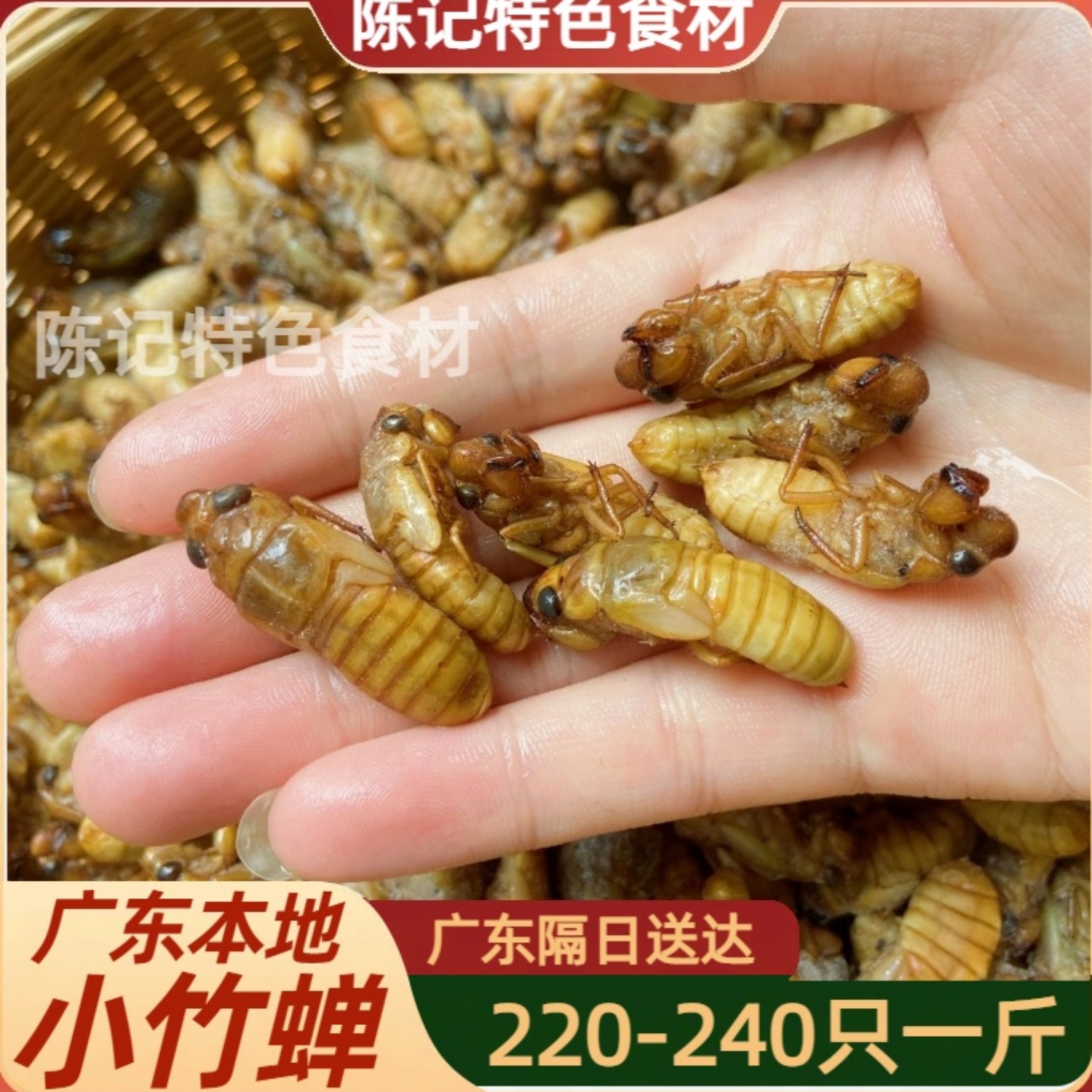 小竹蝉金蝉广东本地新鲜速冻
