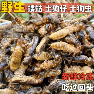 正宗蝼蛄鲜活冷冻土狗虫土狗仔新鲜活体速冻草狗昆虫标本材料