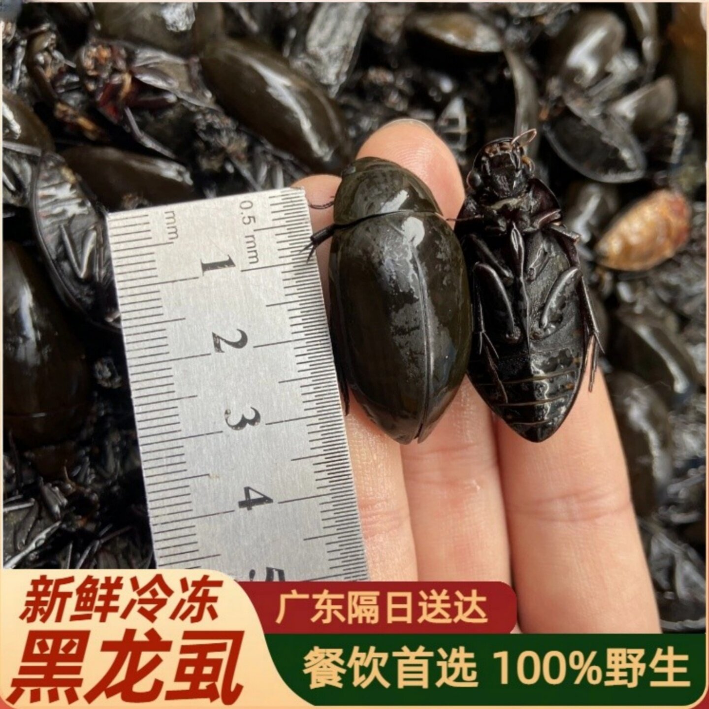 冷冻正宗黑龙虱水蟑螂射尿龟濑尿龟非金边龙虱老鳖盖可食用昆虫