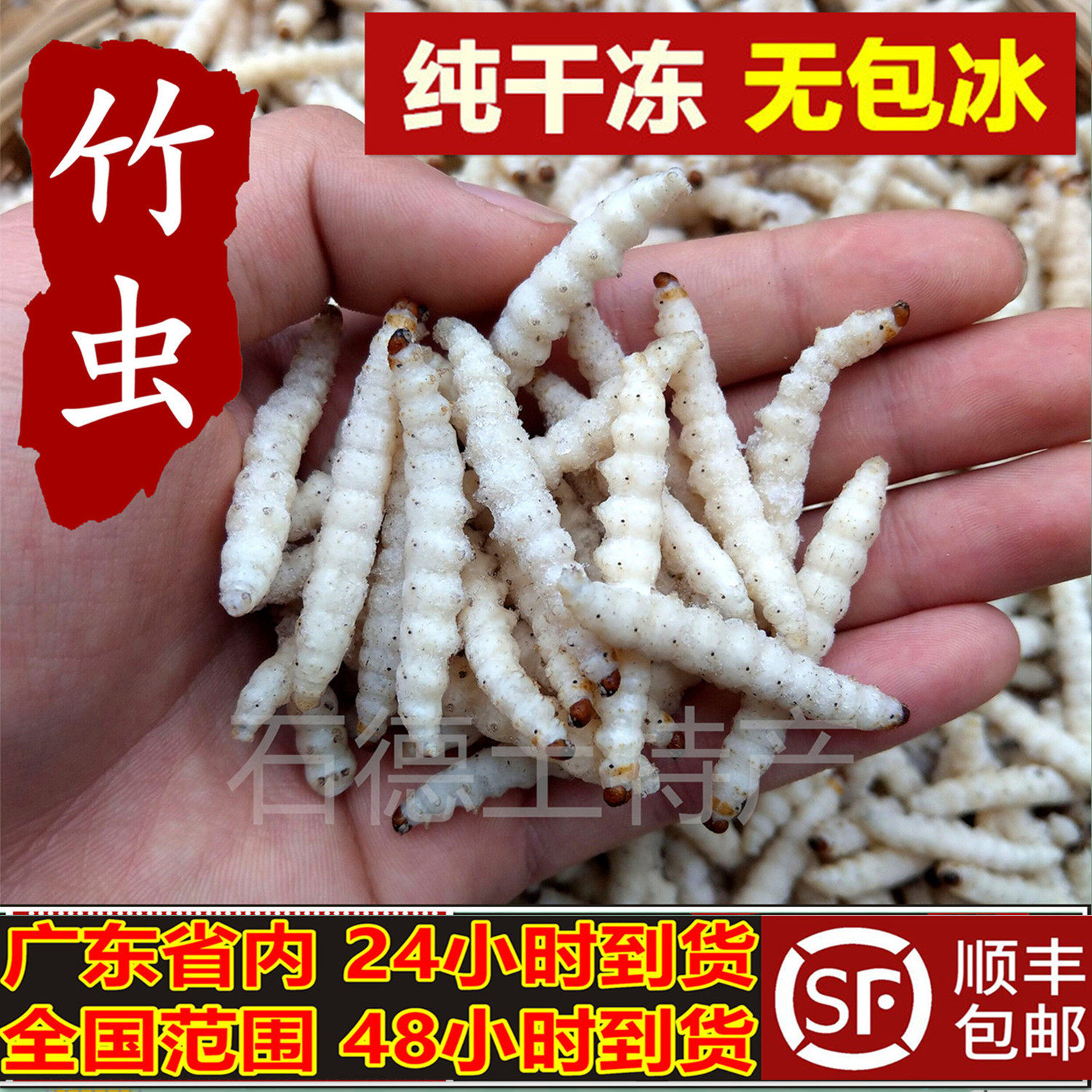 正宗云南竹虫干冻无冰衣新鲜小竹虫细竹虫竹节虫竹蛆全国包邮