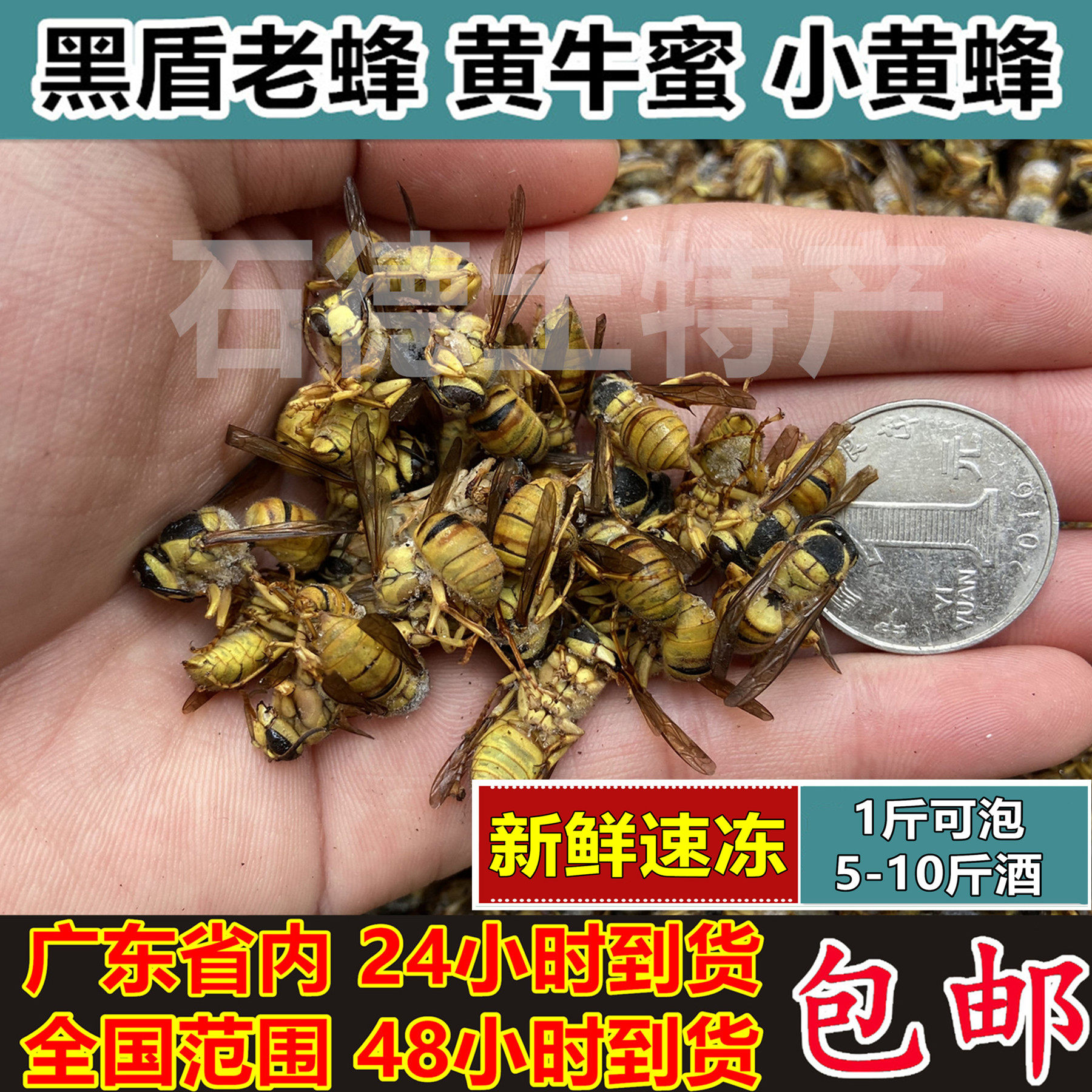 正宗黑盾黄牛蜜老蜂活体新鲜冷冻黄狗蜜美人蜂小黄蜂昆虫标本材料