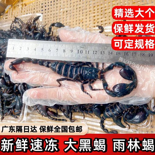 大黑蝎子雨林蝎新鲜冷冻昆虫标本