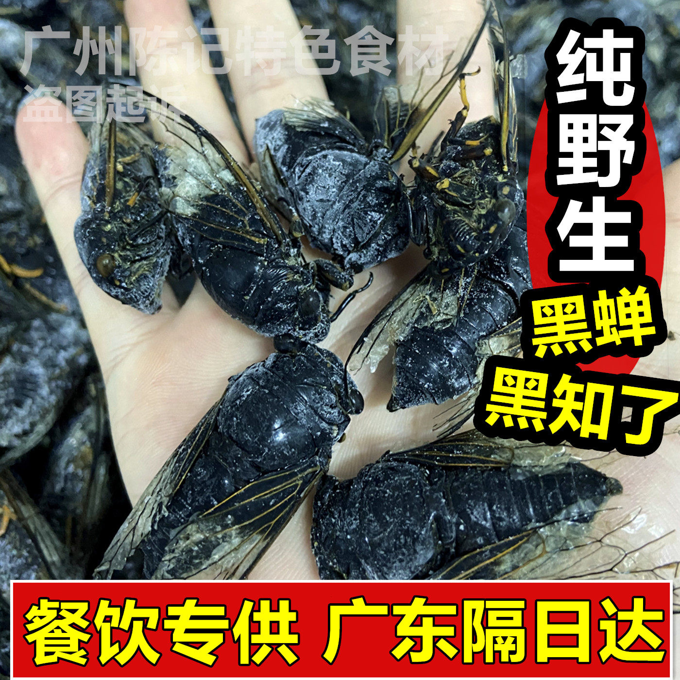 冷冻正宗黑知了昆虫冷冻老蝉标本