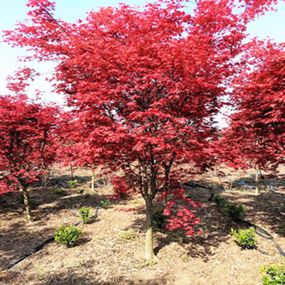 红枫树苗地栽盆景日本红枫叶盆栽植物室内四季美国红庭院绿化