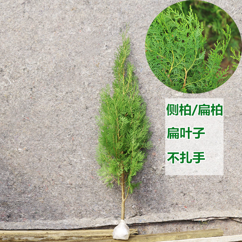 四季常青松树蜀桧 柏树苗桧柏塔柏塔松树苗 清明松扫墓松基地