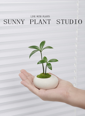 【随手购】竹柏盆栽驱蚊创意迷你绿植客厅办公室内桌面植物好养活