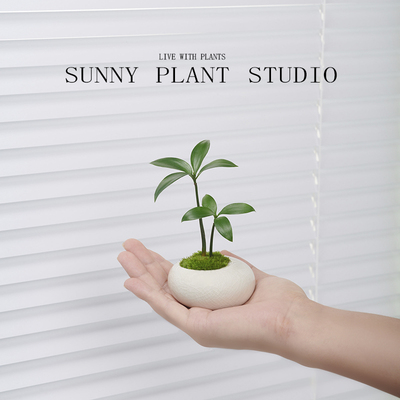 驱蚊竹柏迷你创意盆景好养活