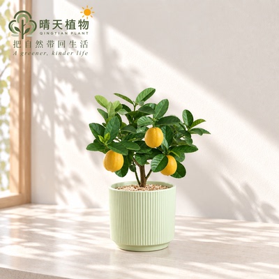 香水柠檬树清新好养活绿植