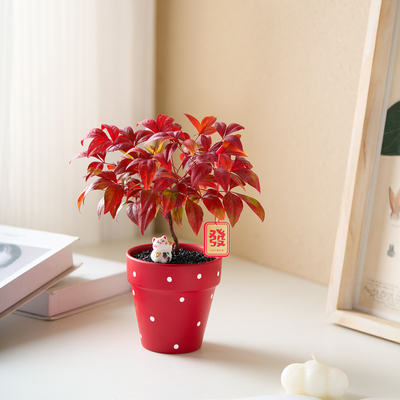 火焰南天竹盆栽年宵花办公室