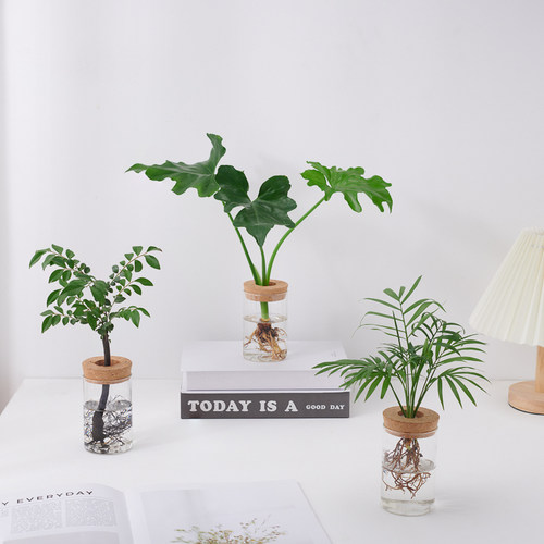 水培春羽发财树室内好养活