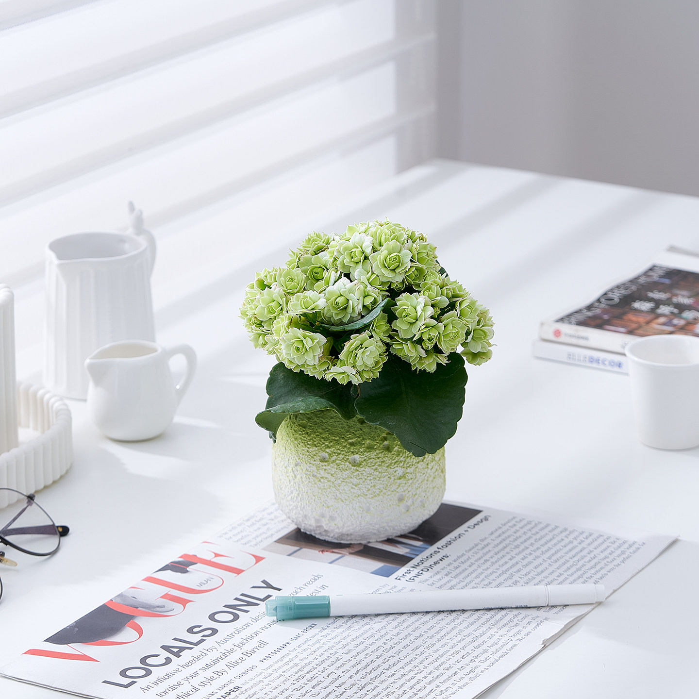 长寿花绿巴黎多肉盆栽带花开花植物盆栽办公室内懒人客厅桌面摆件