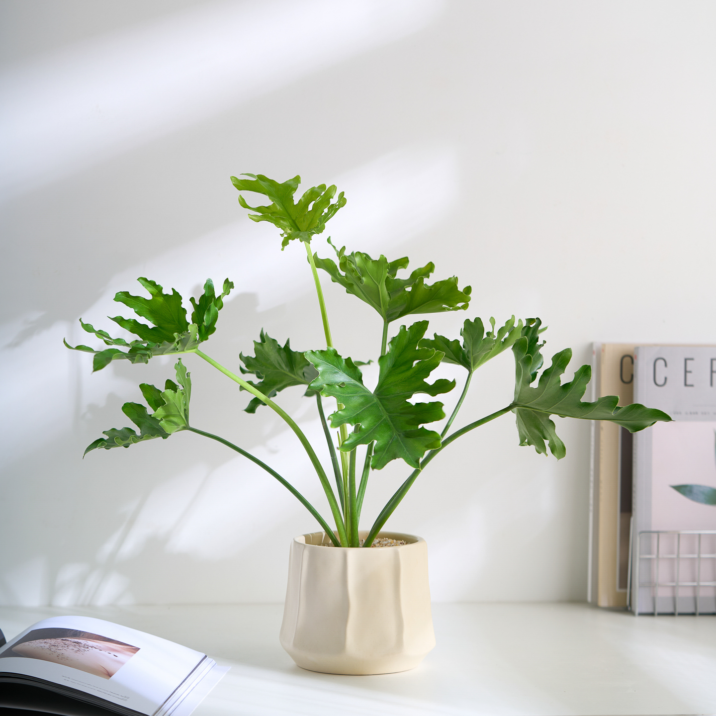 ins风春羽盆栽小众复古绿植陶盆