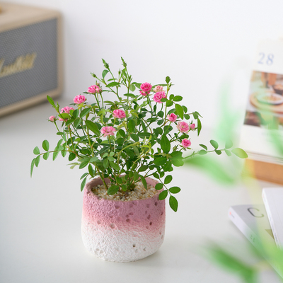 须惠姬超微姬月季盆栽蔷薇带花苞