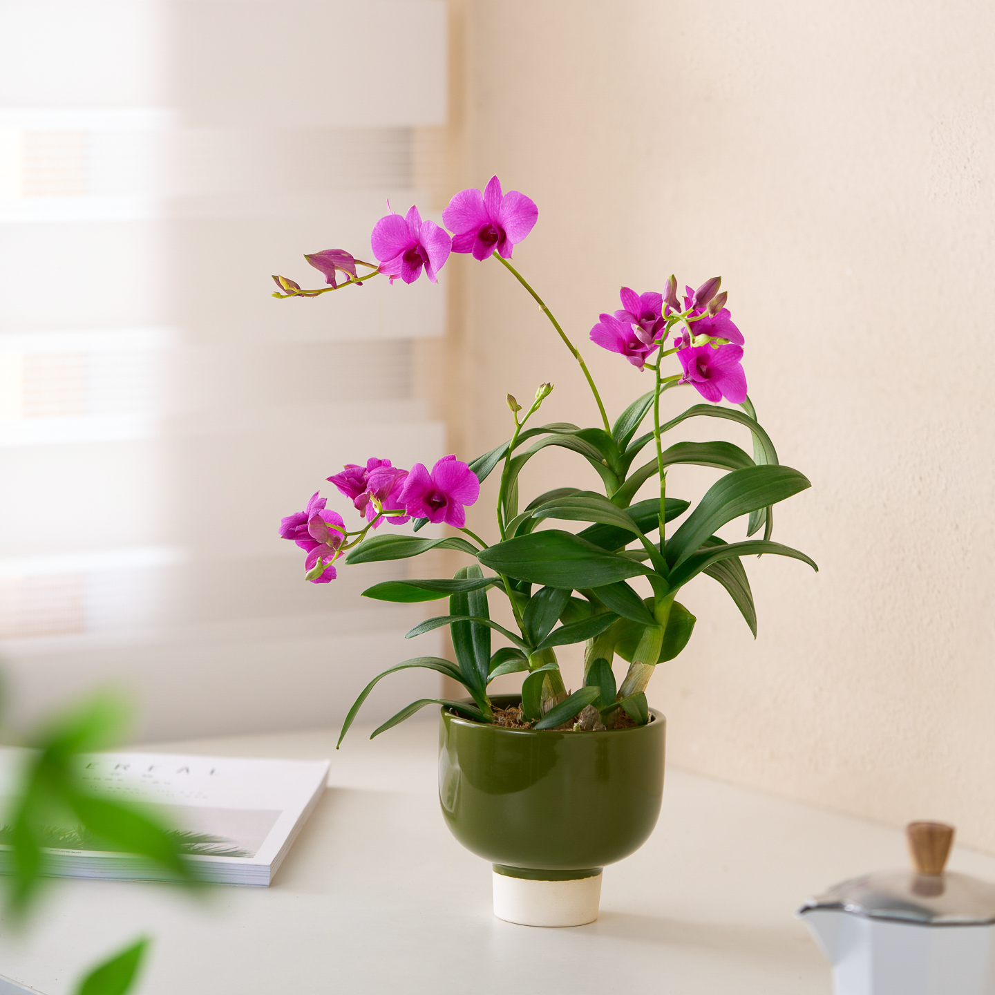 秋石斛兰盆栽年宵花带花苞淡香办公室内客厅好养绿植桌面摆件