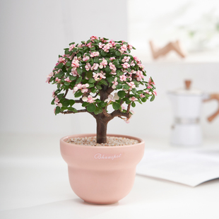 金枝玉叶盆栽棒棒糖老桩多肉植物办公室内防辐射耐旱好养绿植摆件