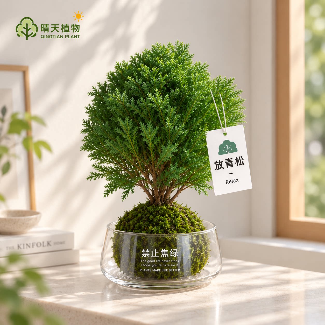 放青松雾凇苔藓球植物室内办公桌面绿植情绪稳定花卉雾松四季常青