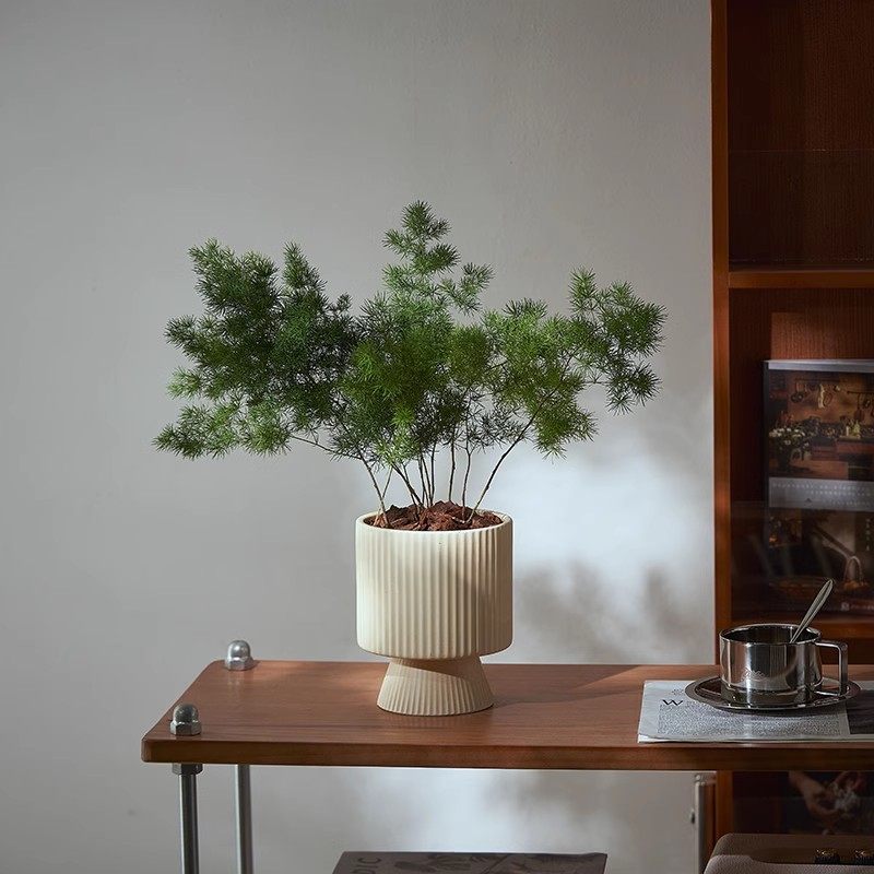 ins北欧风蓬莱松室内绿植盆栽桌面好养四季植物吸甲醛净化空气,鲜花速递/花卉仿真/绿植园艺,绿植,淘宝优惠券,粉丝福利购,淘宝优惠卷