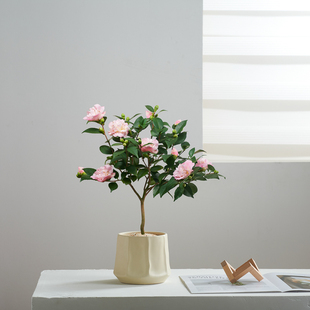 香妃茶花客厅室内桌面山茶花阳台喜阳盆栽耐寒好养绿植年宵花卉