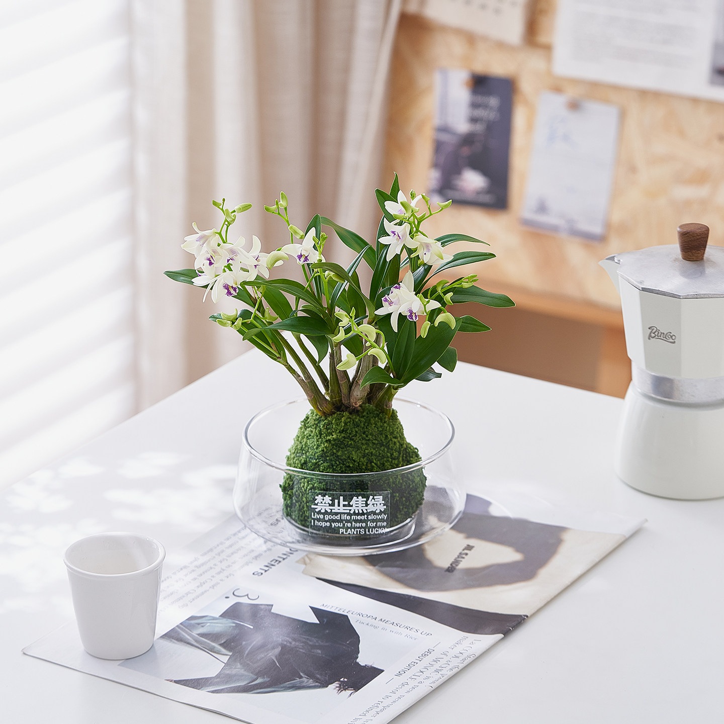 香水石斛兰苔藓球开花花卉绿植淡香办公室内客厅水培好养盆栽桌摆