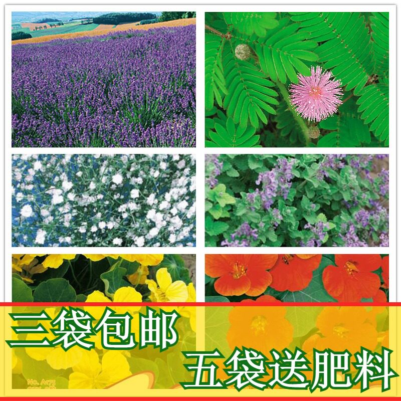 花卉种子满天星薰衣草香草旱金莲猫薄荷柠檬香薄荷含羞跳舞草花籽