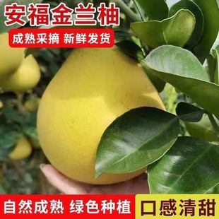 新鲜正宗安福蚕子金兰柚井冈蜜柚金沙柚江西小柚子纯甜不酸10包邮