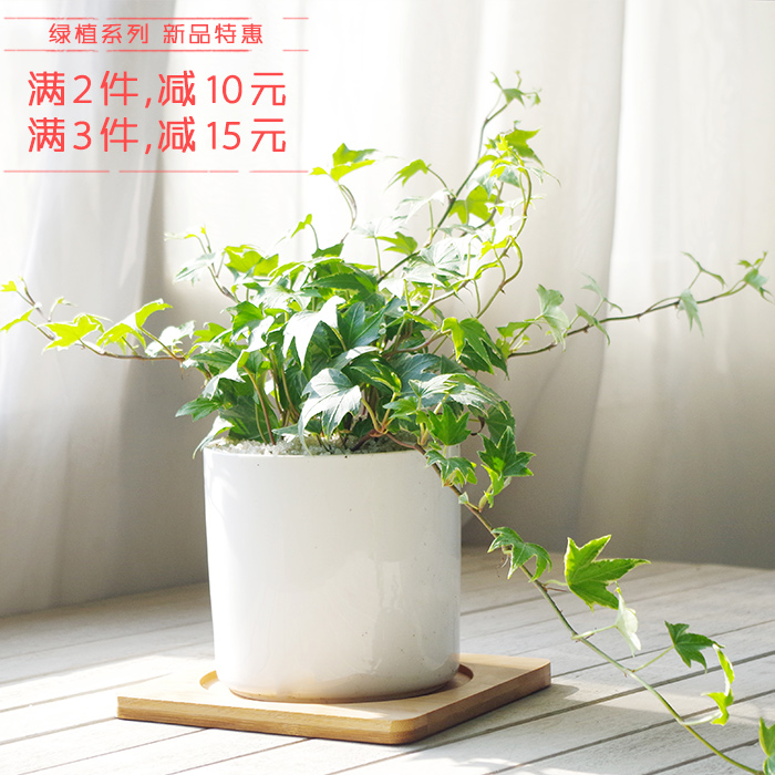 屿路常春藤绿植盆栽观叶植物银枫青枫办公桌小盆栽净化空气包邮