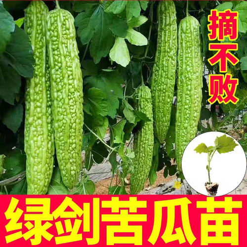 高产绿剑苦瓜苗秧带土球白苹果苦瓜春秋四季庭院盆栽阳台种子