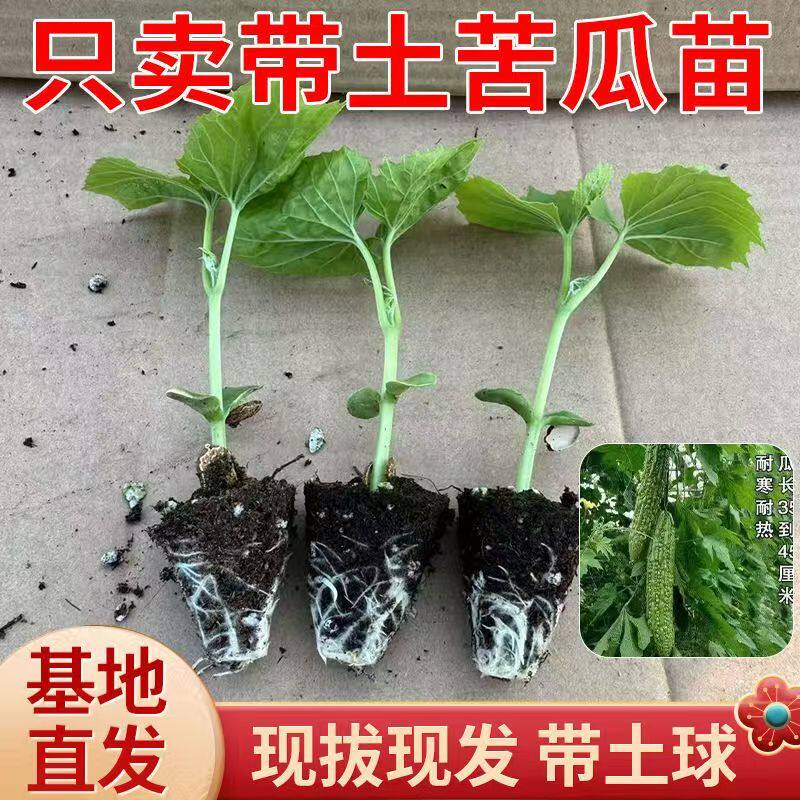 苦瓜苗绿苦瓜幼苗秧苗蔬菜苗子疙瘩绿长苦瓜耐热抗病带根南方种植