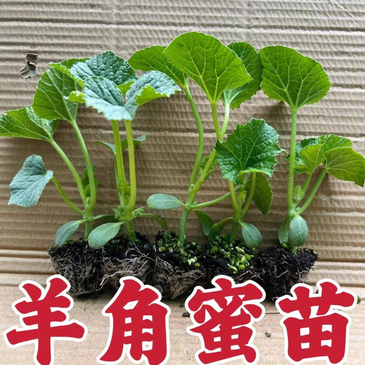 甜瓜苗瓜种苗羊角蜜苗绿宝石甜瓜苗白玉甜瓜苗西瓜苗大果脆甜