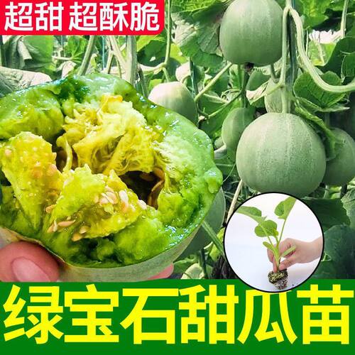 羊角蜜甜瓜秧苗盆栽绿宝石甜瓜秧苗超甜带土球好成活四季水果秧苗