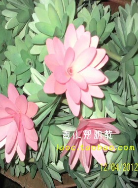 新品幼儿园手工制作装饰材料干树枝木片莲花瓣花朵diy装饰花道具
