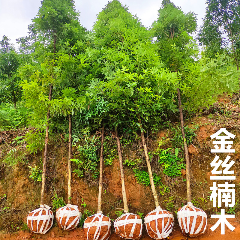 金丝楠木树苗正宗金丝楠木大树闽楠庭院稀有名贵树苗小叶桢楠木树_虎窝淘